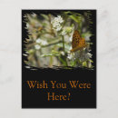 Search for bee postcards Butterfly