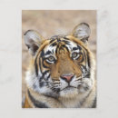 Search for bengal cats postcards Asian