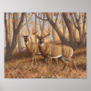 Search for buck and doe posters Nature