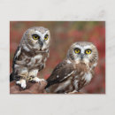Search for compact postcards Birds