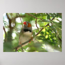 Search for finches posters Nature