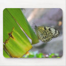 Search for tropical butterflies electronics Garden