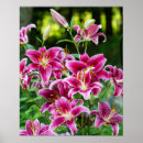 Search for stargazer lily art Garden