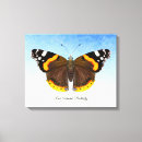 Search for red admiral butterfly Insect