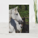 Search for warmblood cards Foal