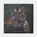 Search for cub magnets Outdoors