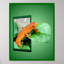 Search for salamander posters Orange