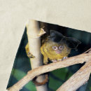 Search for tiny monkey Animal