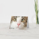 Search for cat thank you cards Tabby