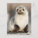 Search for cute beach postcards Seal