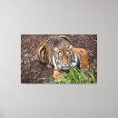 Search for stalking art Tiger