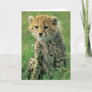 Search for cheetah cub cards Wildlife