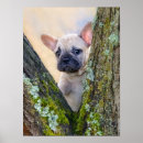 Search for bulldog posters Frenchie