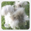 Search for angora rabbits Bunny