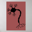 Search for neurons posters Biology