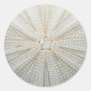 Search for sea urchin stickers Starfish