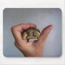Search for desert turtle African spurred tortoise