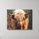 Search for scottish highland cow canvas prints Coo