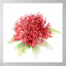 Search for protea posters Red