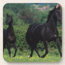 Search for thoroughbred coasters Flowers