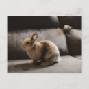 Search for dwarf cards invites Hare