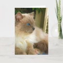 Search for ragdoll cat cards Pet