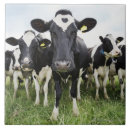 Search for cow tiles Nature