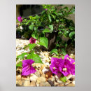 Search for pink bougainvillea flowers posters Tropical