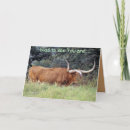 Search for steer cards Bull
