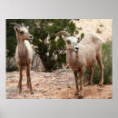 Search for funny sheep posters Wildlife