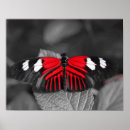 Search for black and white butterfly posters Red