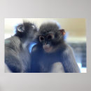 Search for cute monkey photography Wildlife