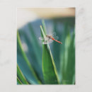 Search for red dragonfly postcards Animal