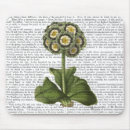 Search for primula Steampunk
