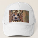 Search for silky hats Terrier