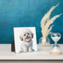 Search for shih tzu photo display Cute