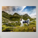 Search for merle posters Blue merle rough collie