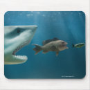 Search for juvenile animals mouse mats Underwater