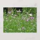 Search for lila postcards Purple