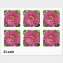 Search for zinnia stickers Pink