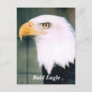 Search for eagle on postcards Bald