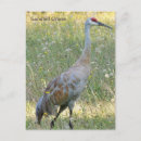 Search for sandhill postcards Animal