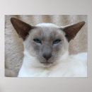 Search for veterinary school posters Cute