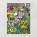 Search for sweet peas postcards Flowers