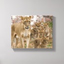 Search for african lion canvas prints Lions