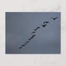 Search for geese postcards Sky