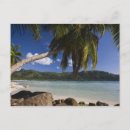 Search for african tree postcards Palm