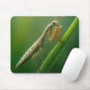 Search for praying mantis electronics Nature