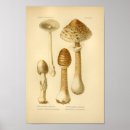 Search for vintage mushroom art posters Illustration