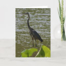Search for great blue heron cards Animals